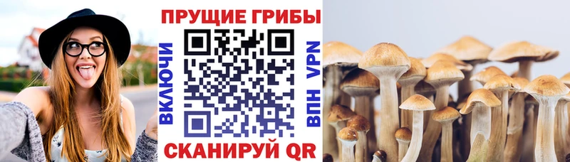 Псилоцибиновые грибы Cubensis  это официальный сайт  Петропавловск-Камчатский  как найти наркотики 